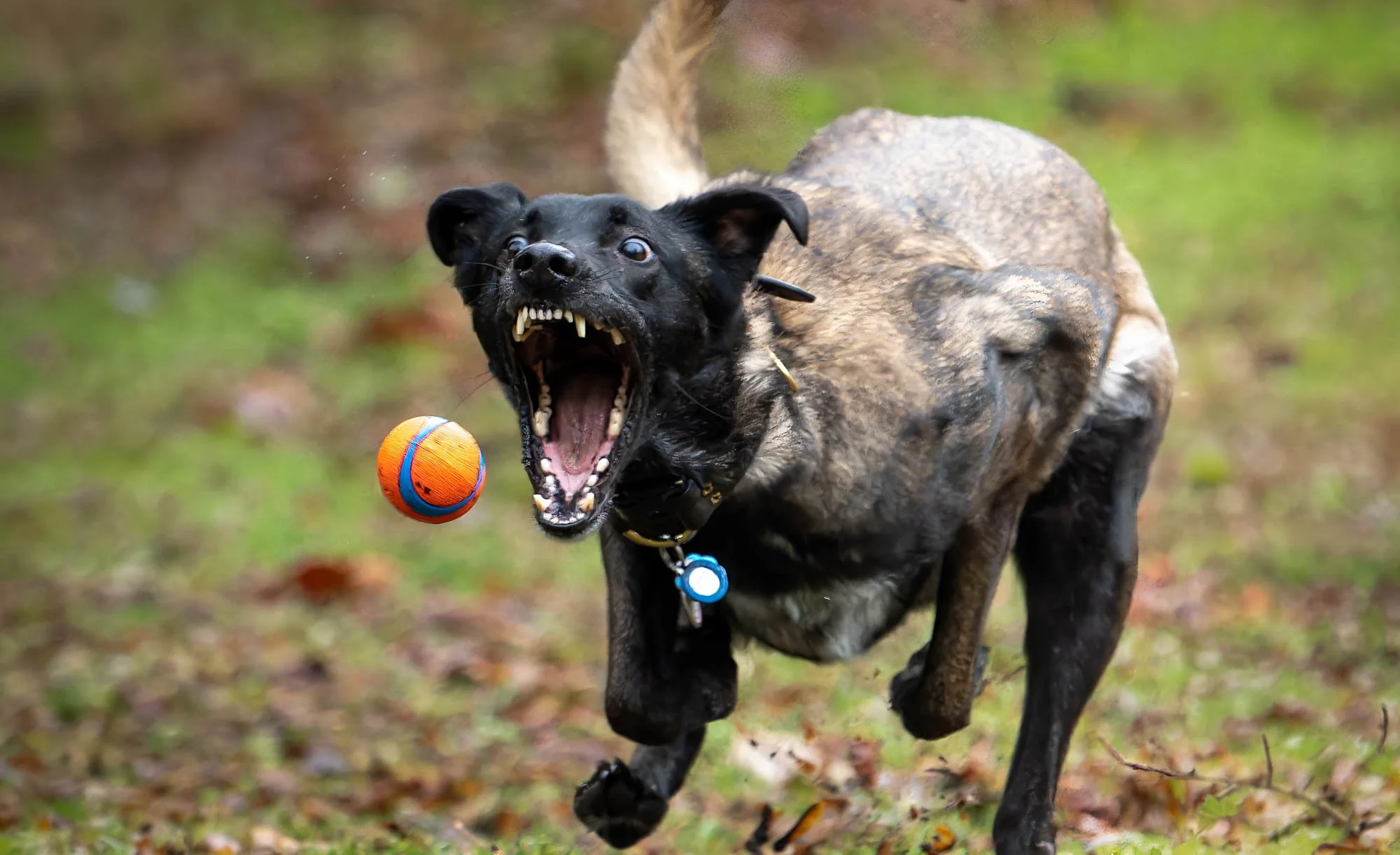 dog chasing ball