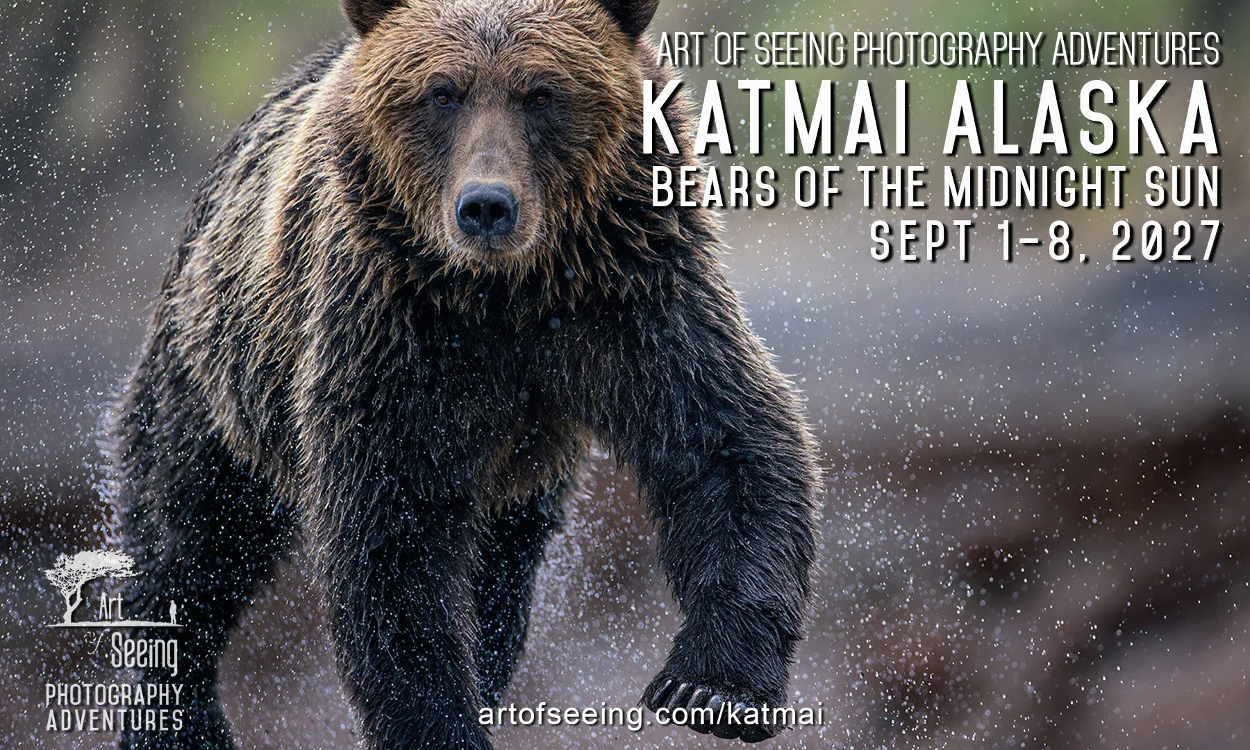 Coastal brown bear, Katmai Alaska
