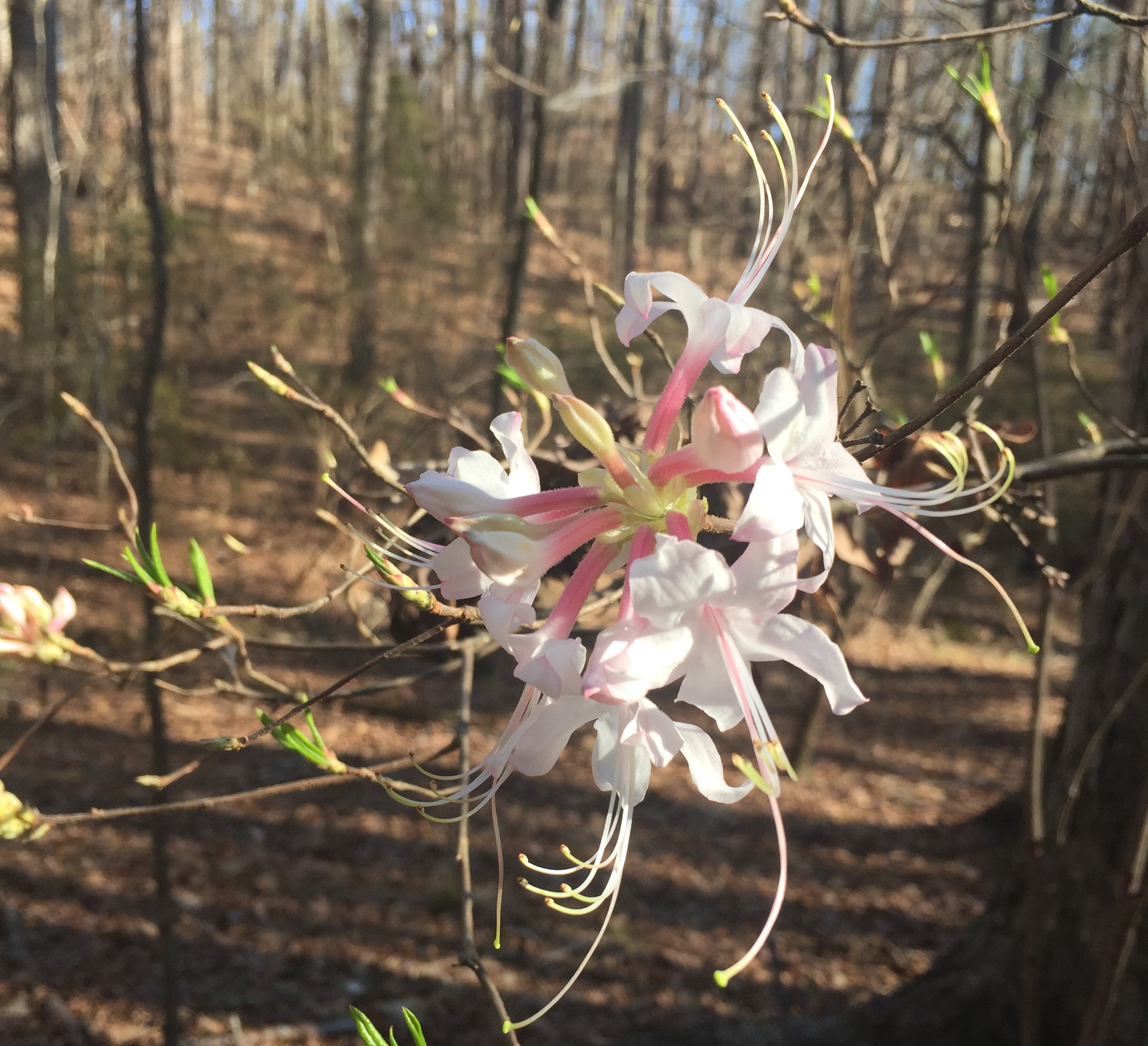 One of the many native azalea blooms dotting the creek bottom