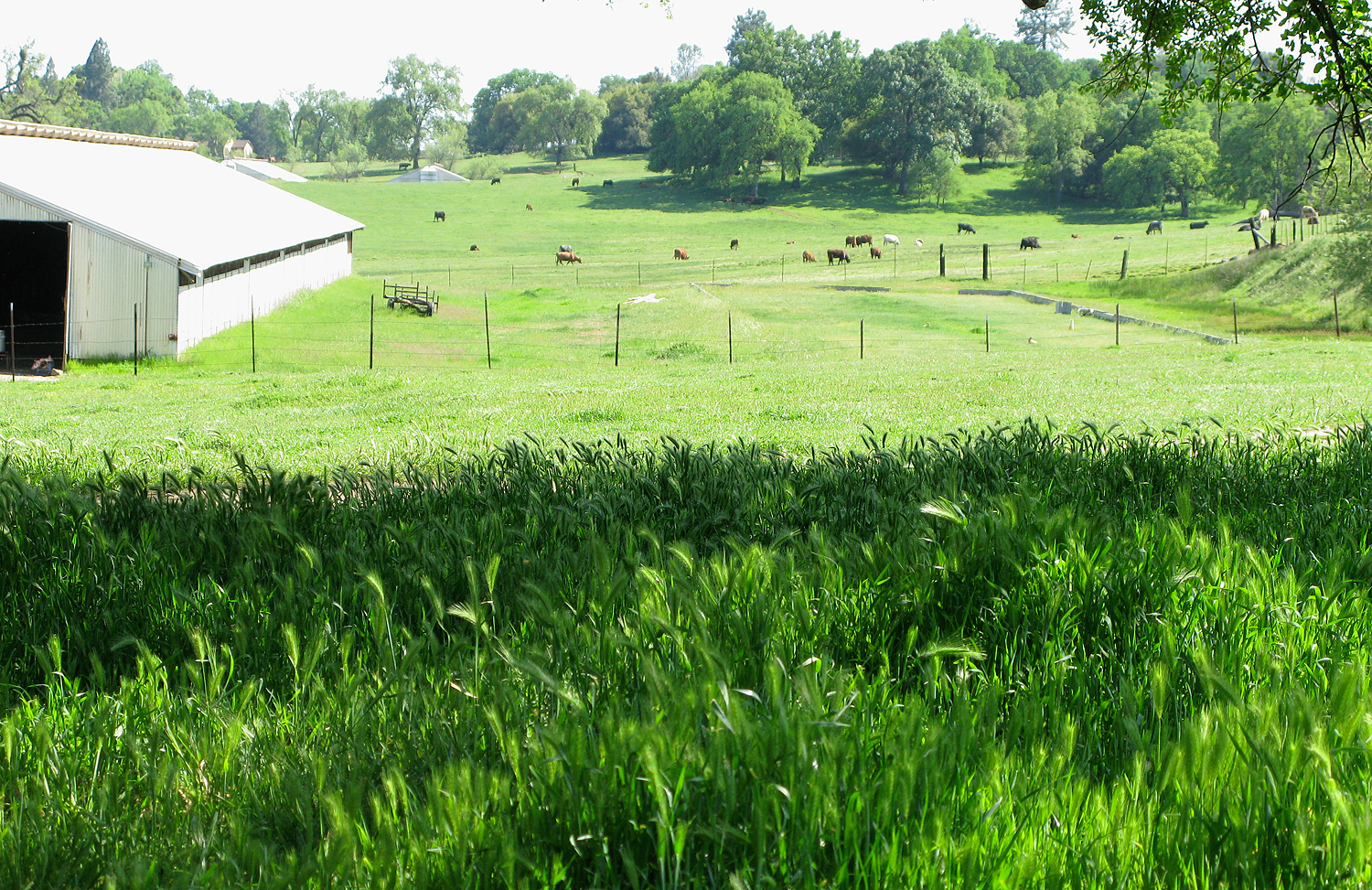 Springtime on the ranch. Image © 2009–2019 Studio Nuñez