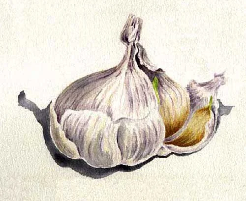 garlicbulb.jpg