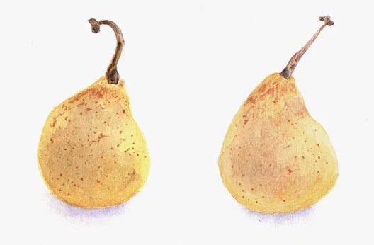 pears.jpg