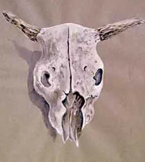 skull.jpg