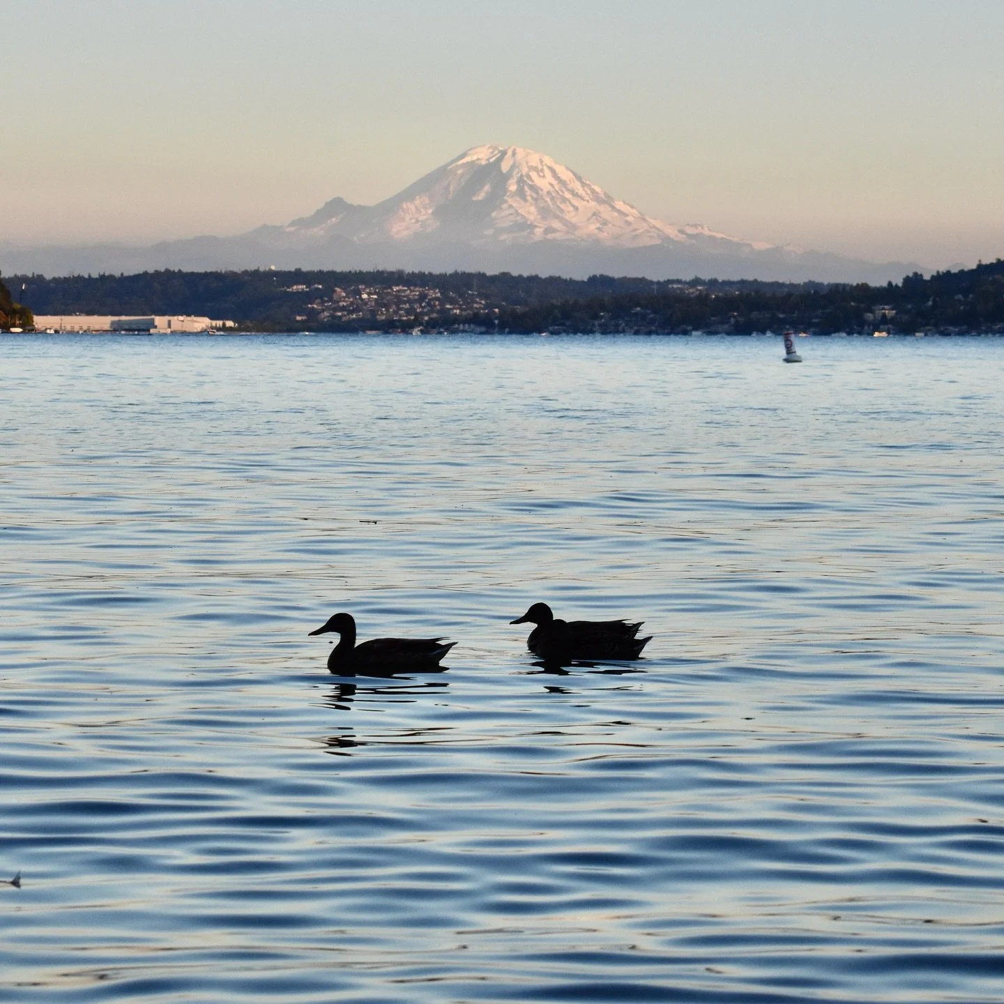 Summer&rsquo;s hanging on - and so are we! Get that last splash in 💦

#mtrainier #seattle