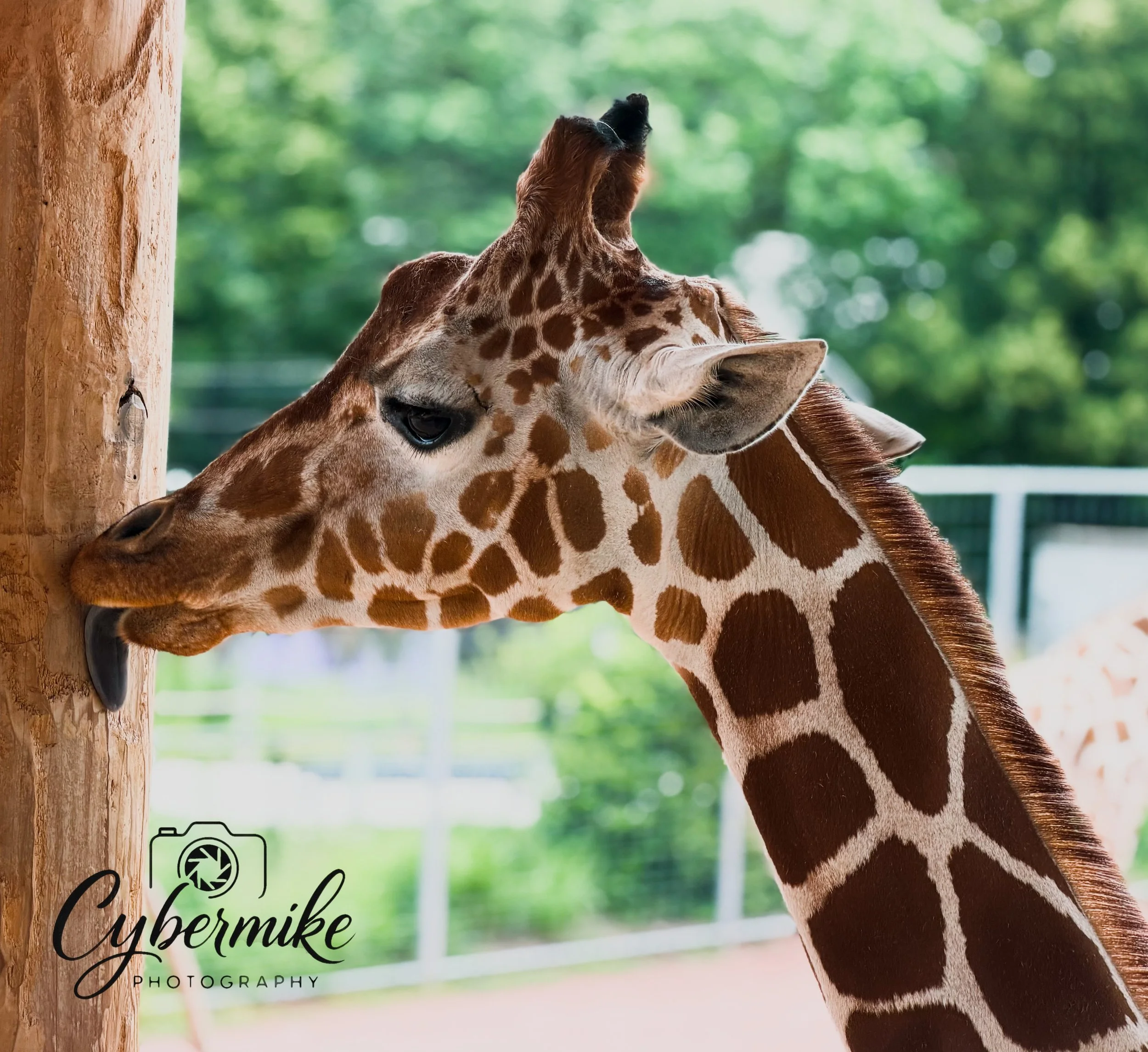Lincoln Children’s Zoo