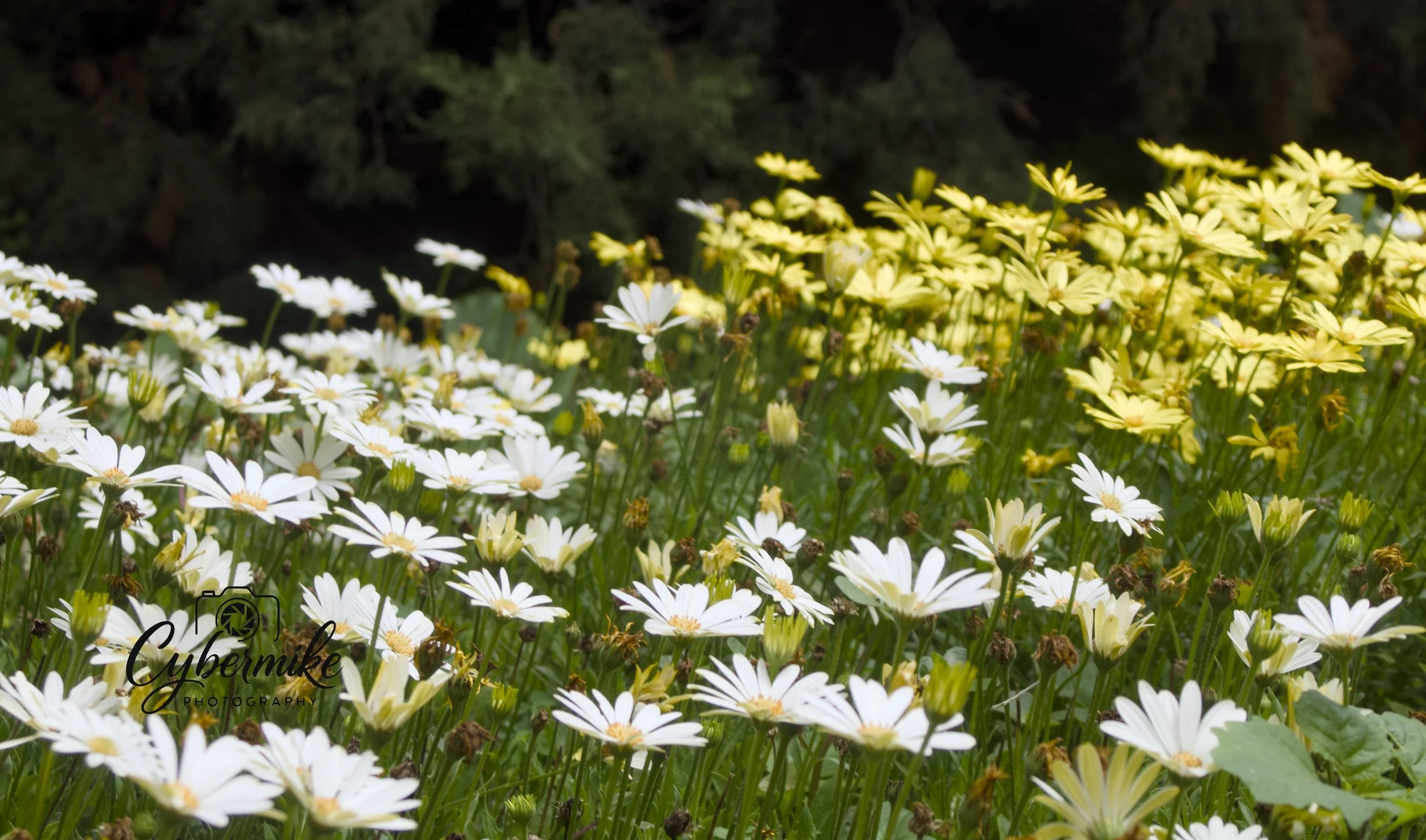 Sunken Gardens