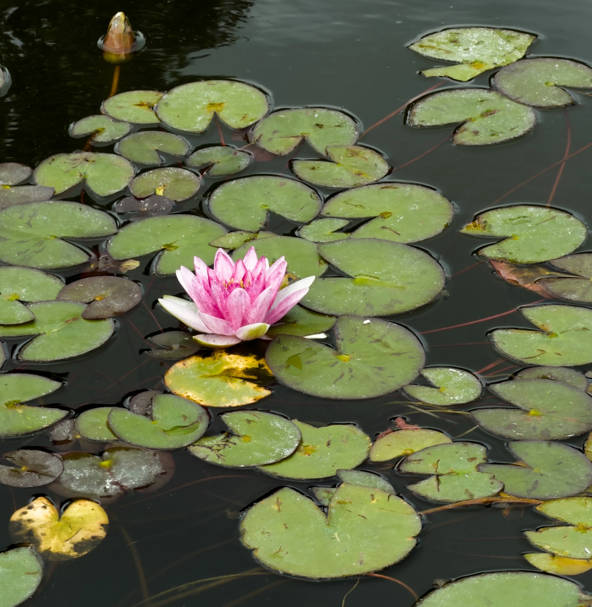 Gardenia 2026 Online Exhibition