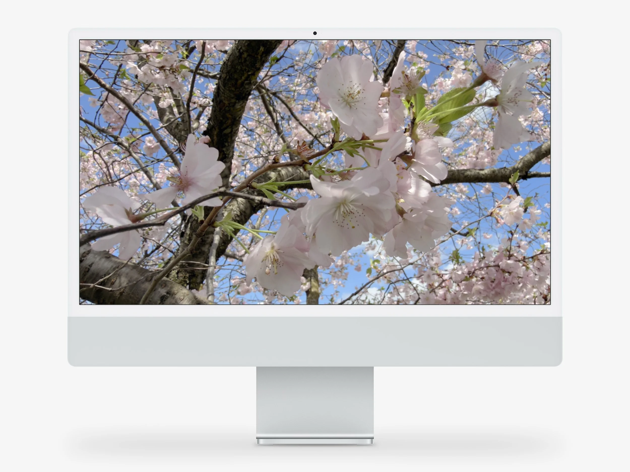 Spring’s First Whisper Desktop 2 Moc.jpg