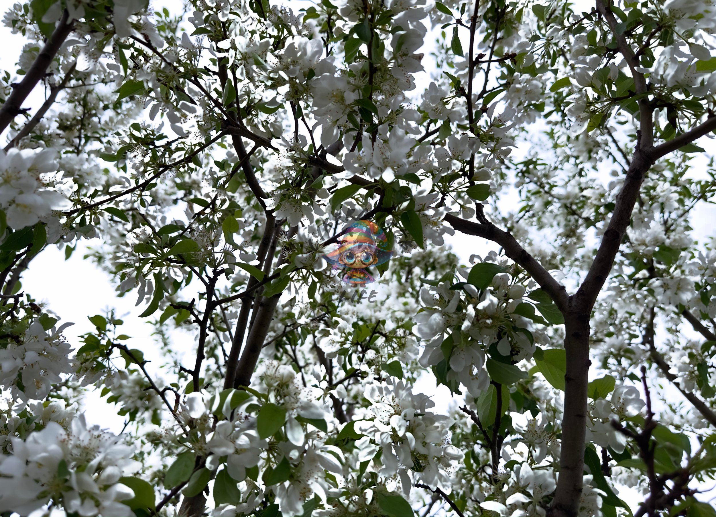 Spring Blossom