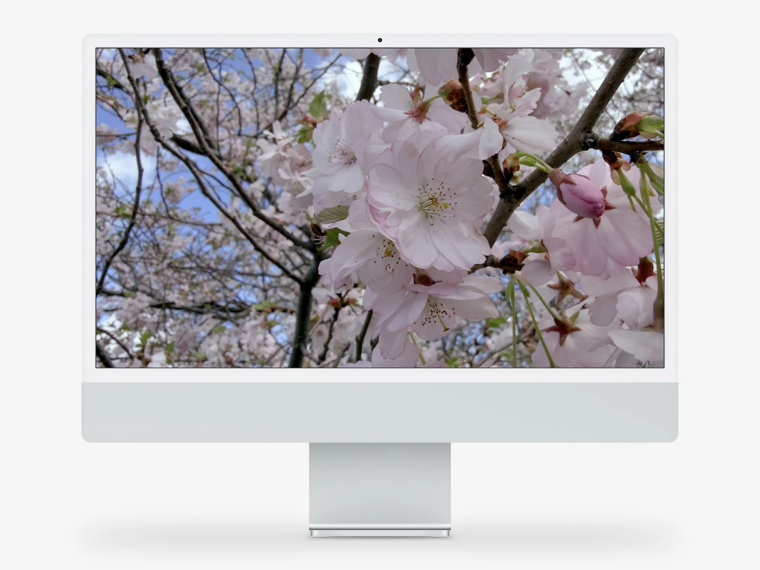 Spring’s First Whisper Desktop Moc.jpg