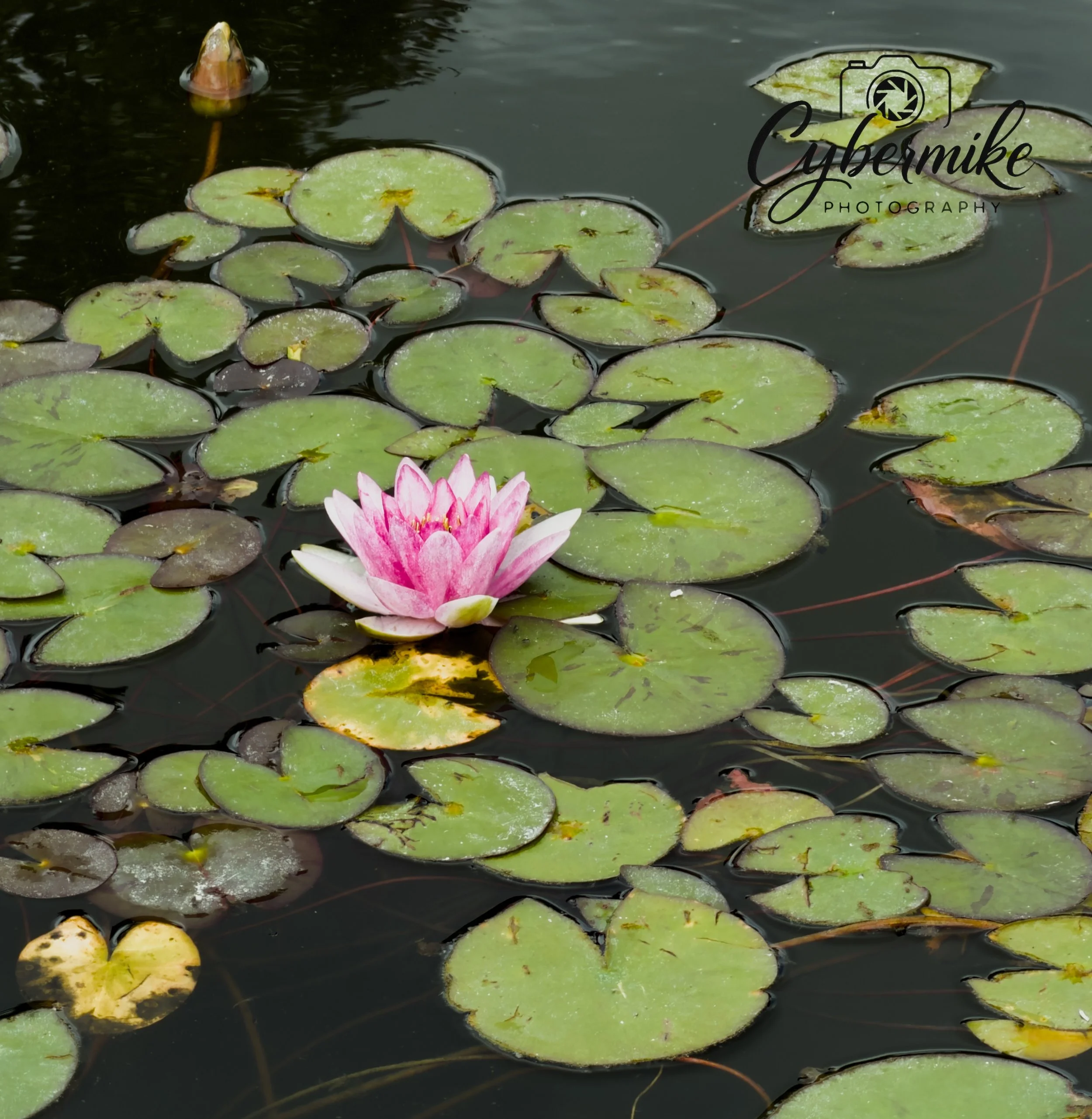 Stillness in Bloom