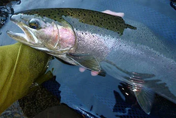 Wild Klamath Mountain Province steelhead. CDFW photo by Jeff Weaver.
