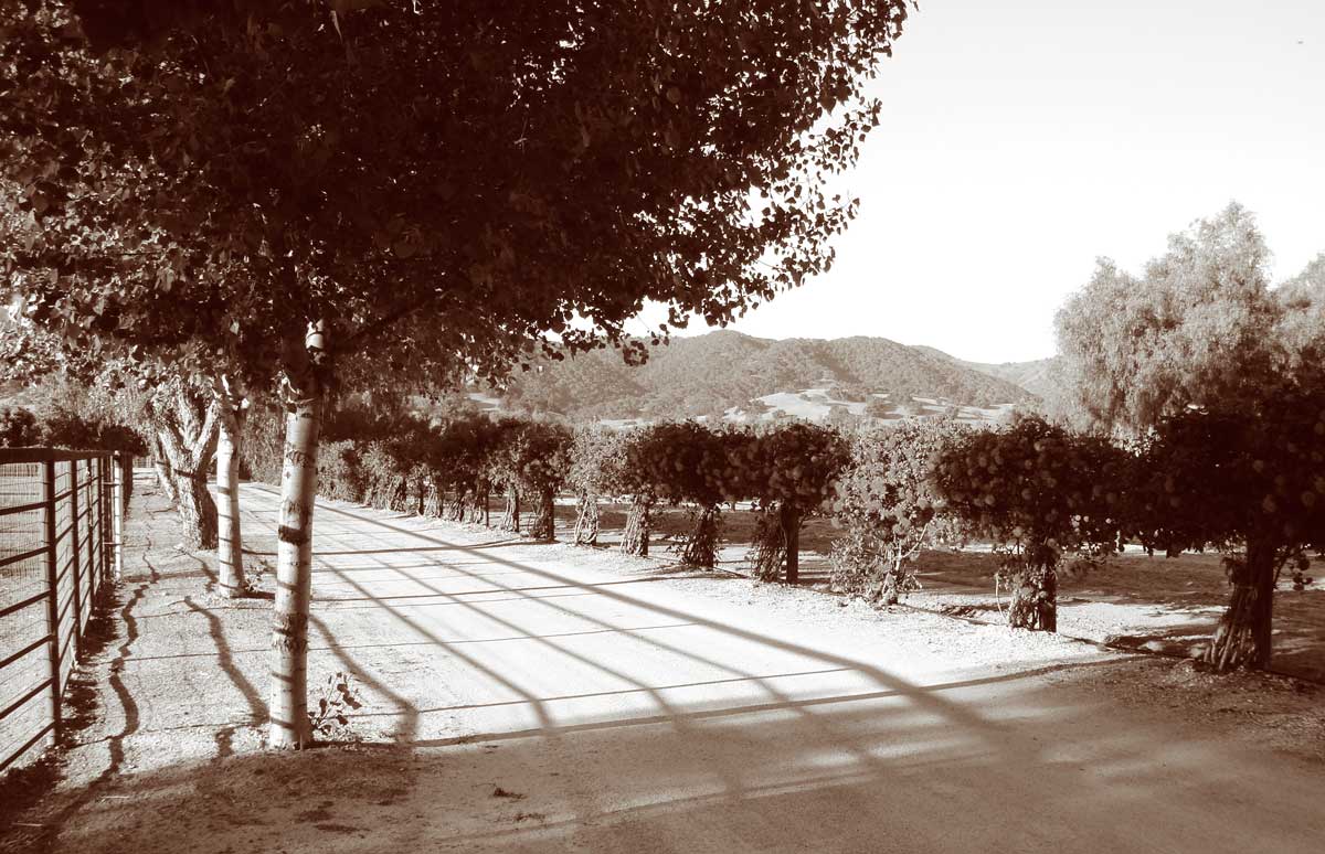sepia-DSC01754.jpg