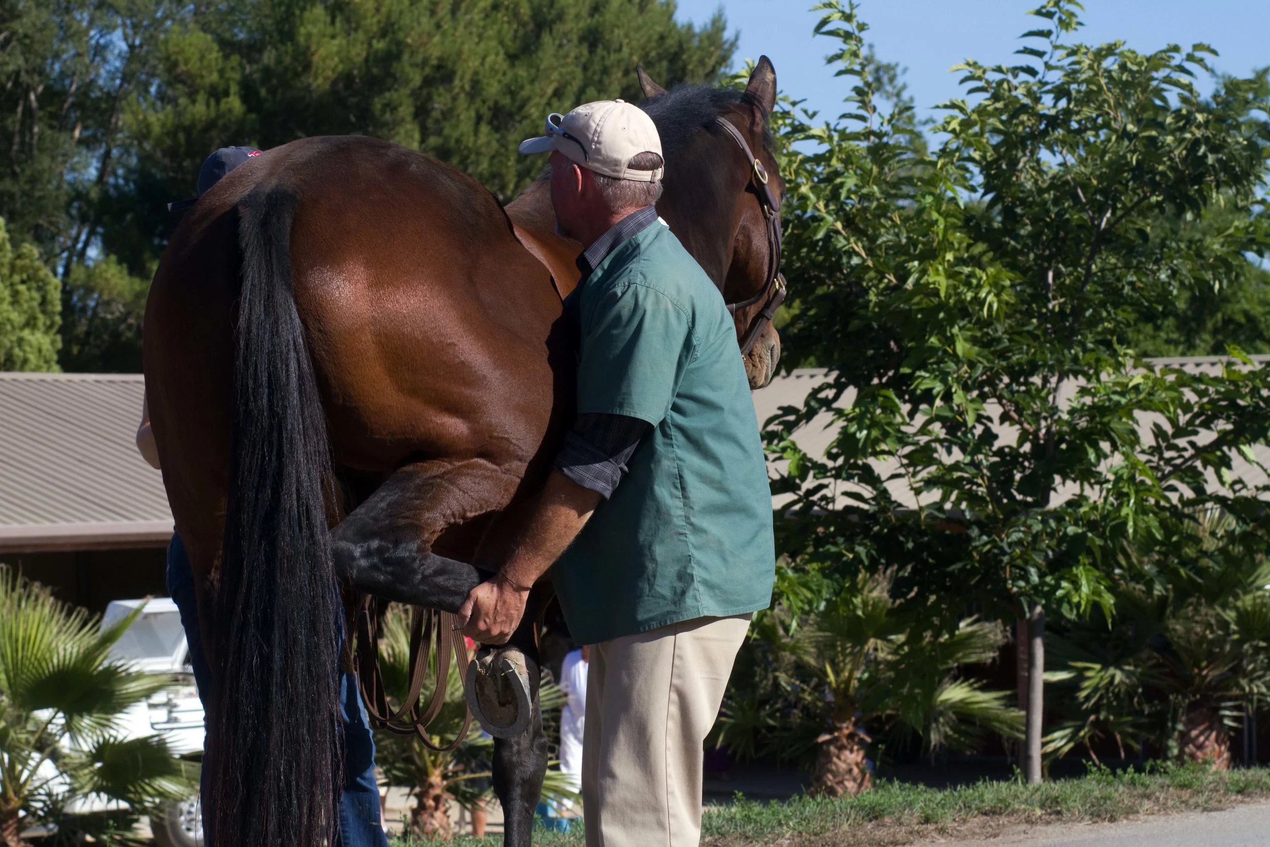 Dr. Jensen performing a lameness exam. Photo by Carrie Kitley