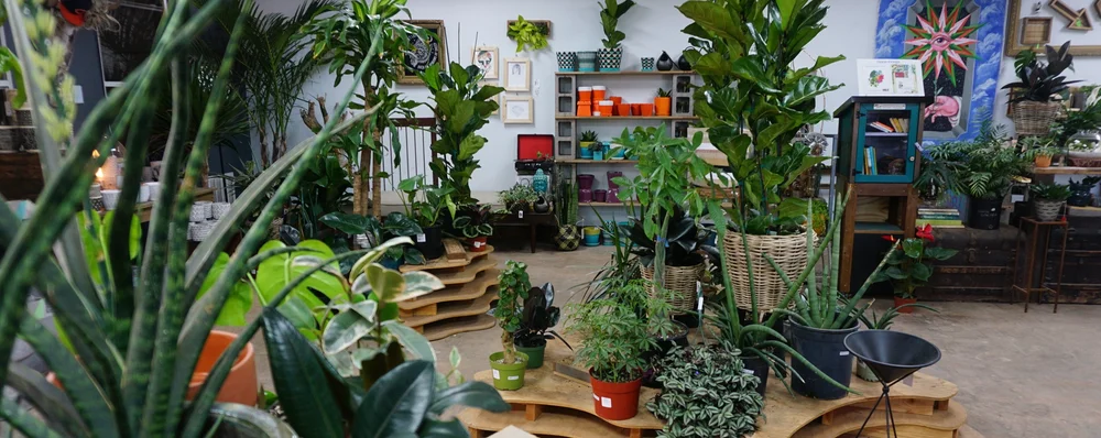 african indoor plants Snake Plant Cylindrica - Rooted Live Plant - Sansevieria - African Spear main image 0