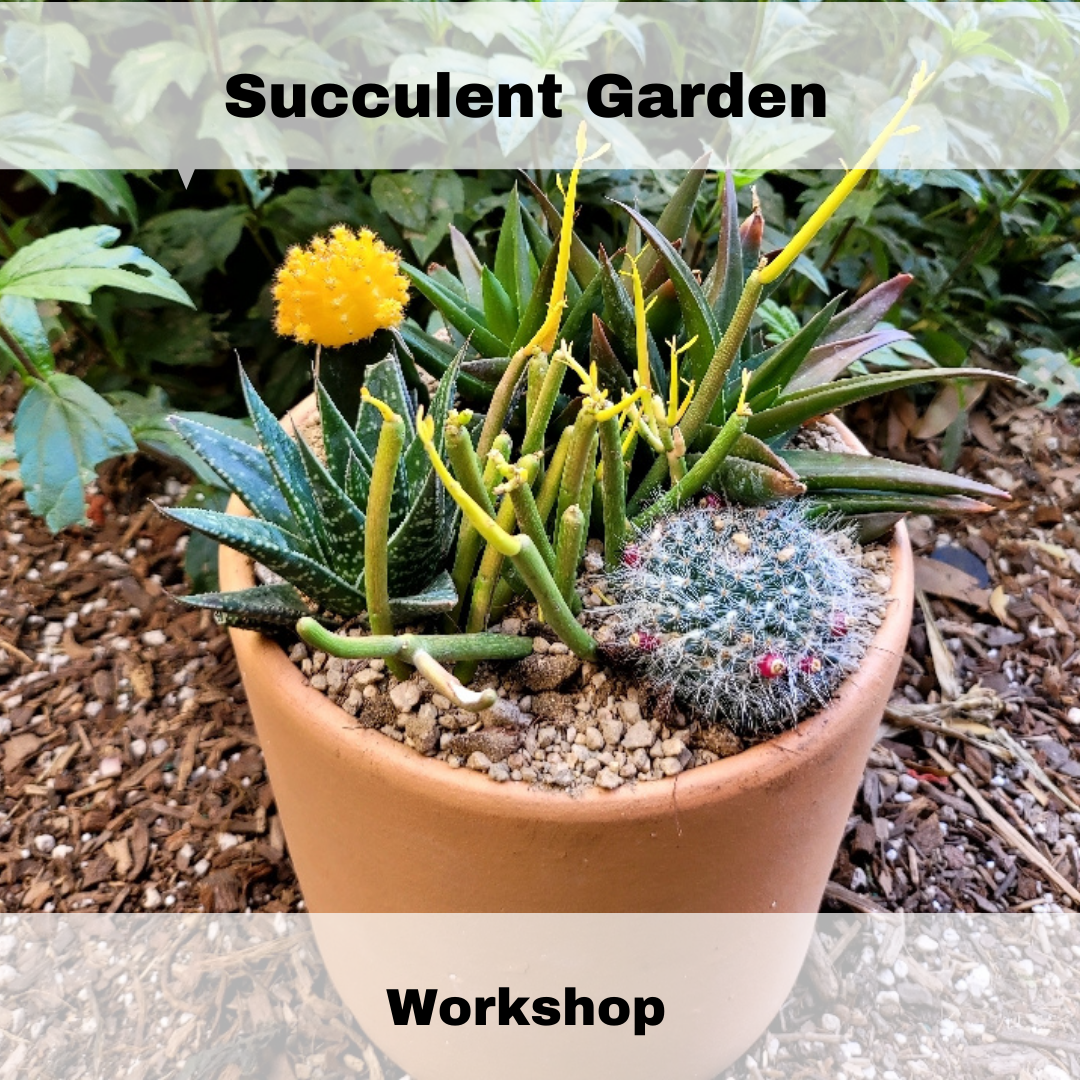 Succulent Garden Workshop 