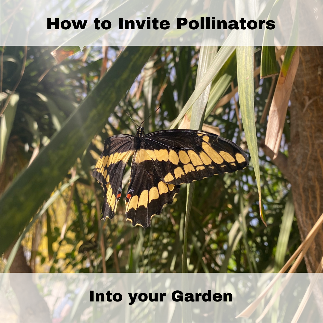 How to Invite Pollinators into your Garden