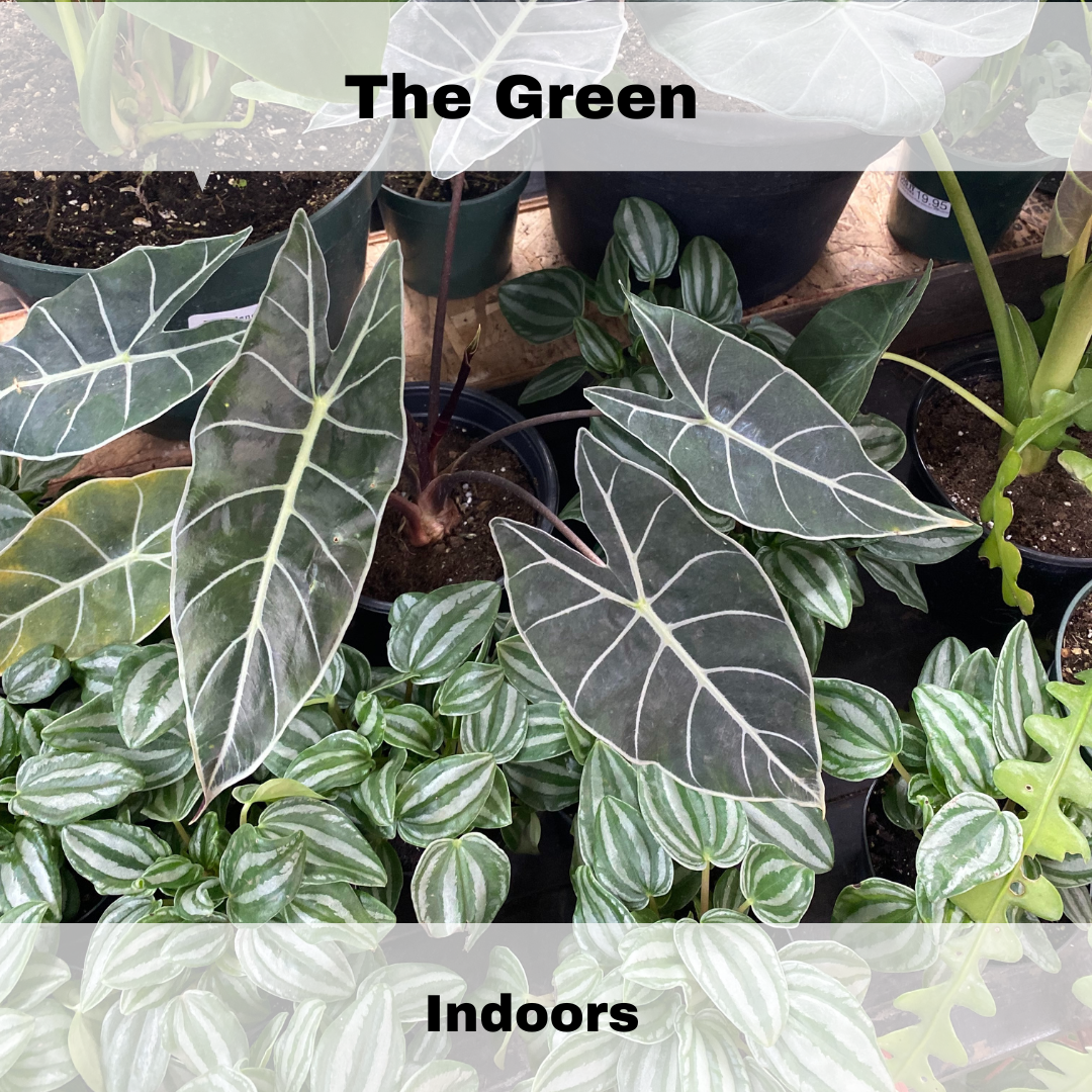 The Green Indoors  