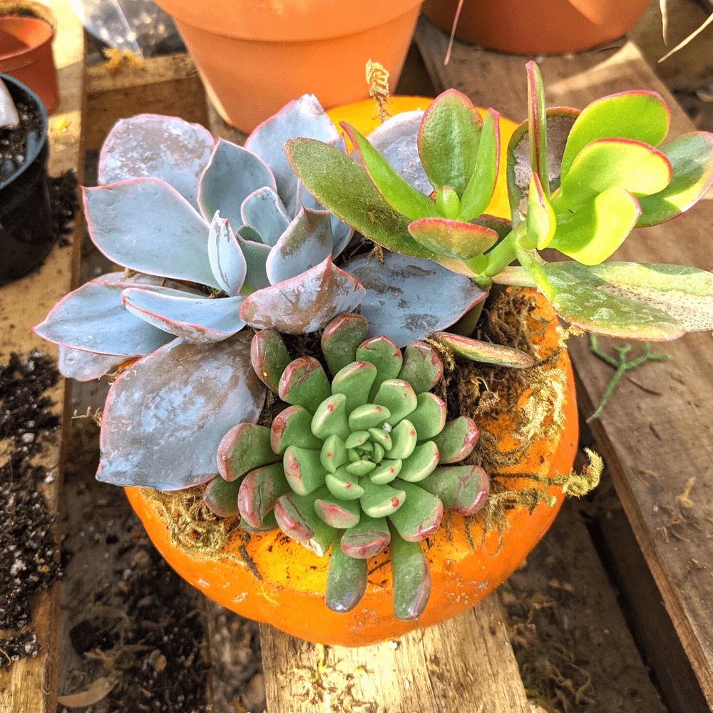 succulent groundcover 150 MIXED SEDUM Stonecrop Succulent Groundcover Red White Yellow Pink  Purple Flower Seeds
