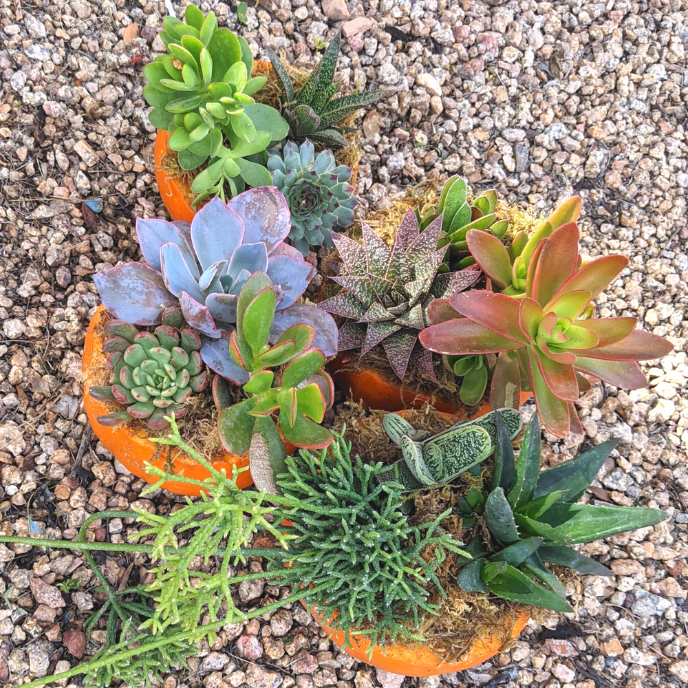 Workshops/Events  Garden Center | Phoenix | Dig It Gardens | Landscape  Design