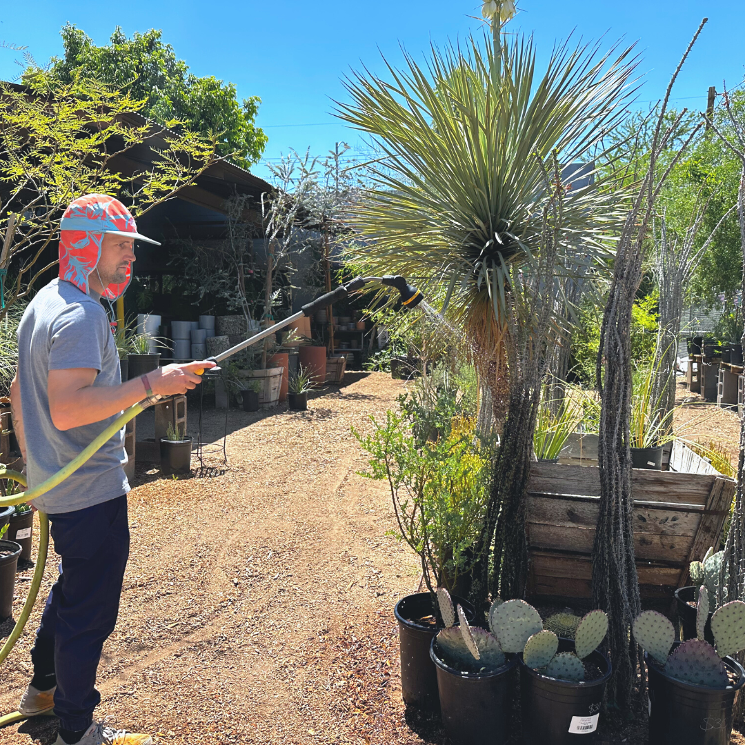 Summer - Outdoor Plant Care