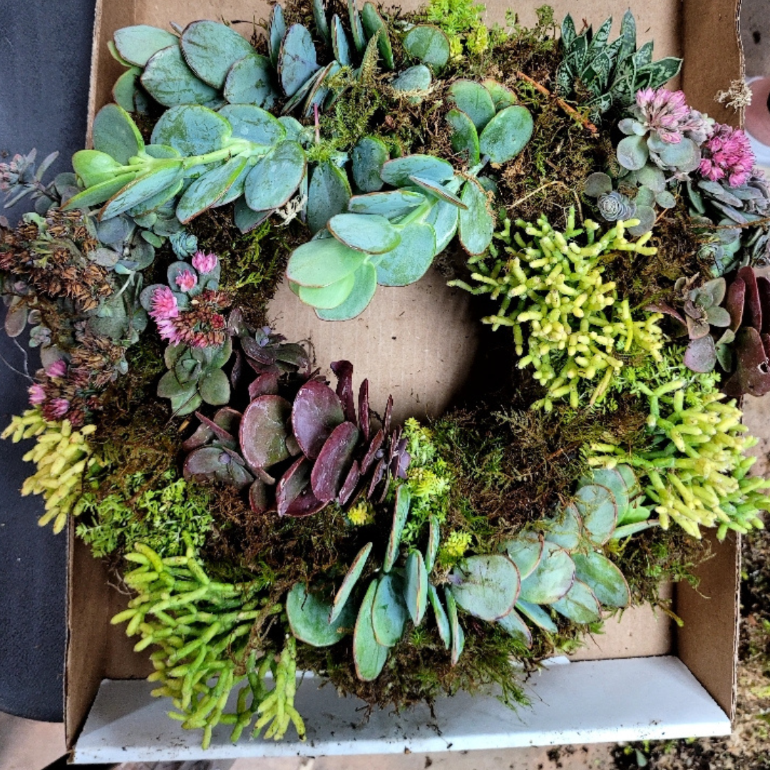 Succulent Wreath Workshop