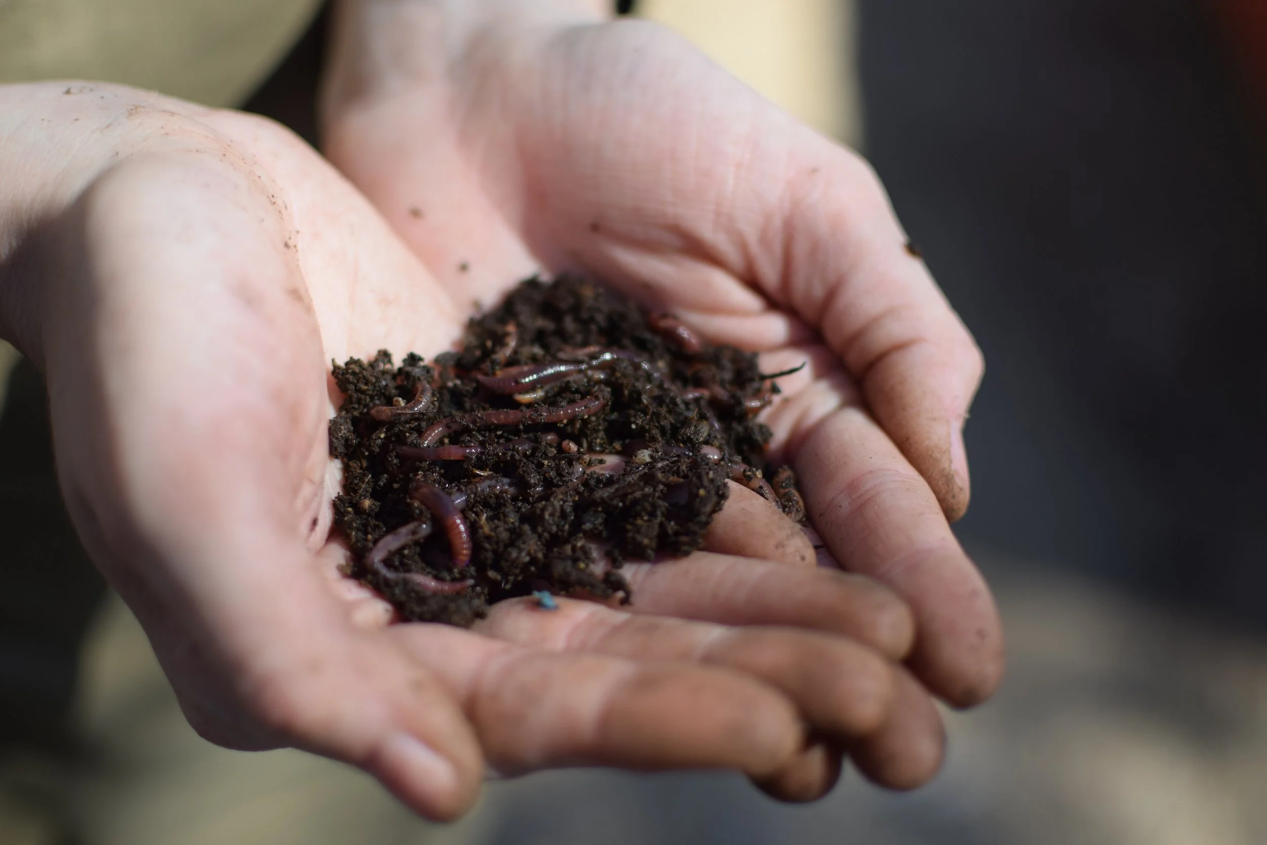 Worm Composting 101