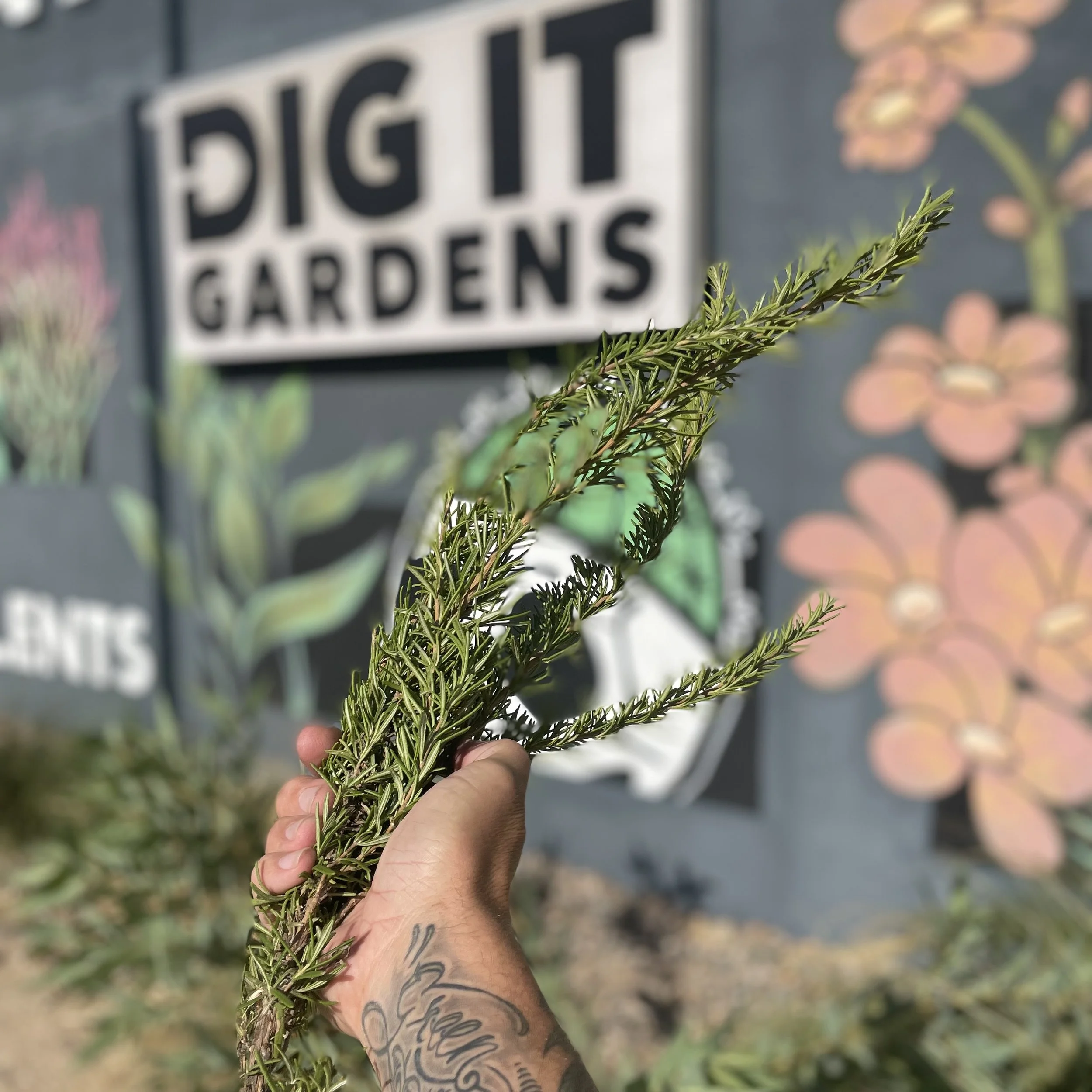 Greenwood Succulent Event 