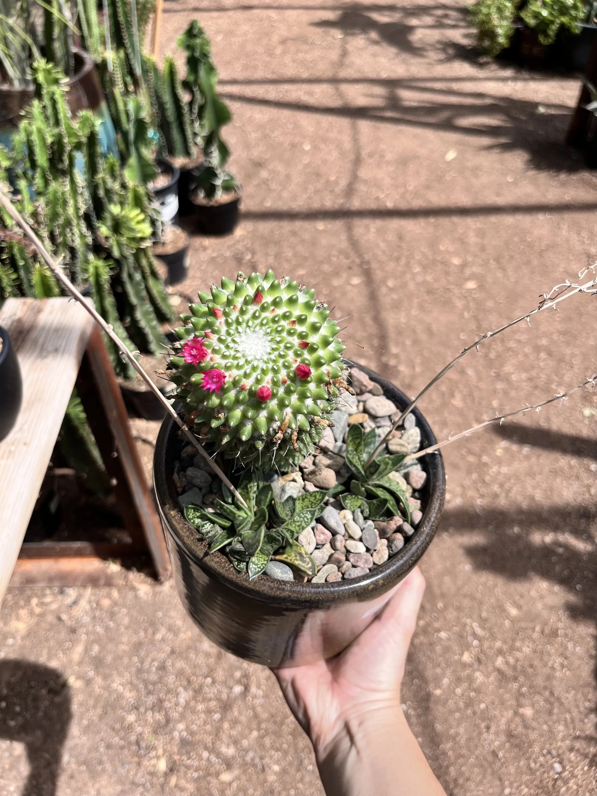 All About Cacti + Succulents Class