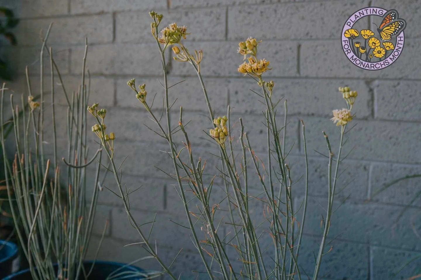 September is Planting for Monarchs Month in Phoenix, and we are excited to be partnered with @PHXEnvironment to offer 25% off on &lsquo;Desert Milkweed&rsquo; (Asclepias subulata) today September 23rd through September 30th! Come by and chat with any