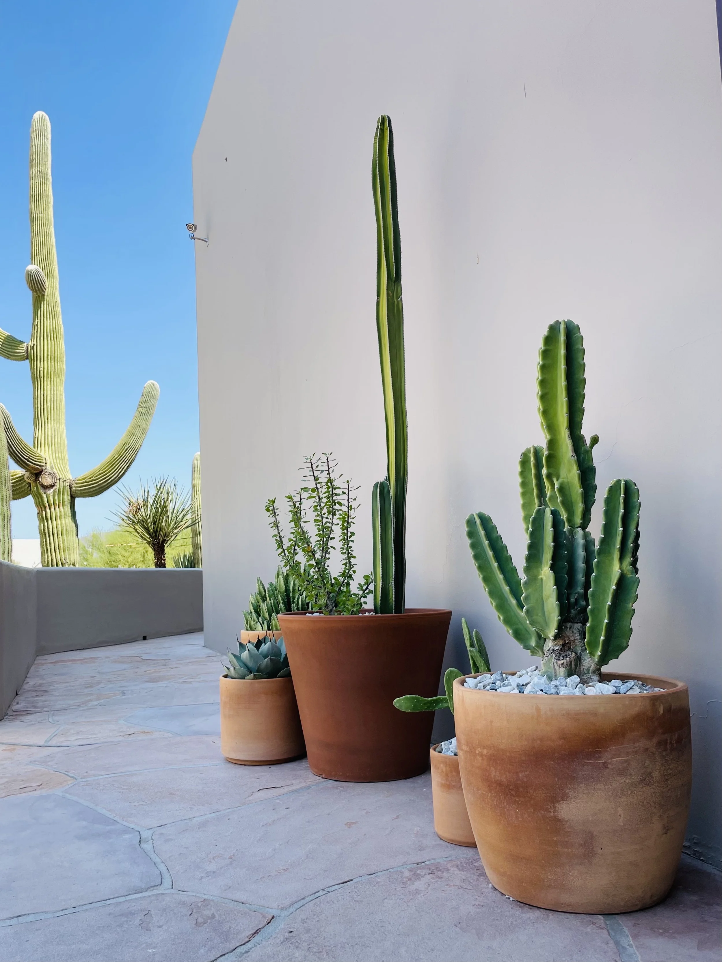 All About Cacti + Succulents: Growing Success in the Arizona Desert