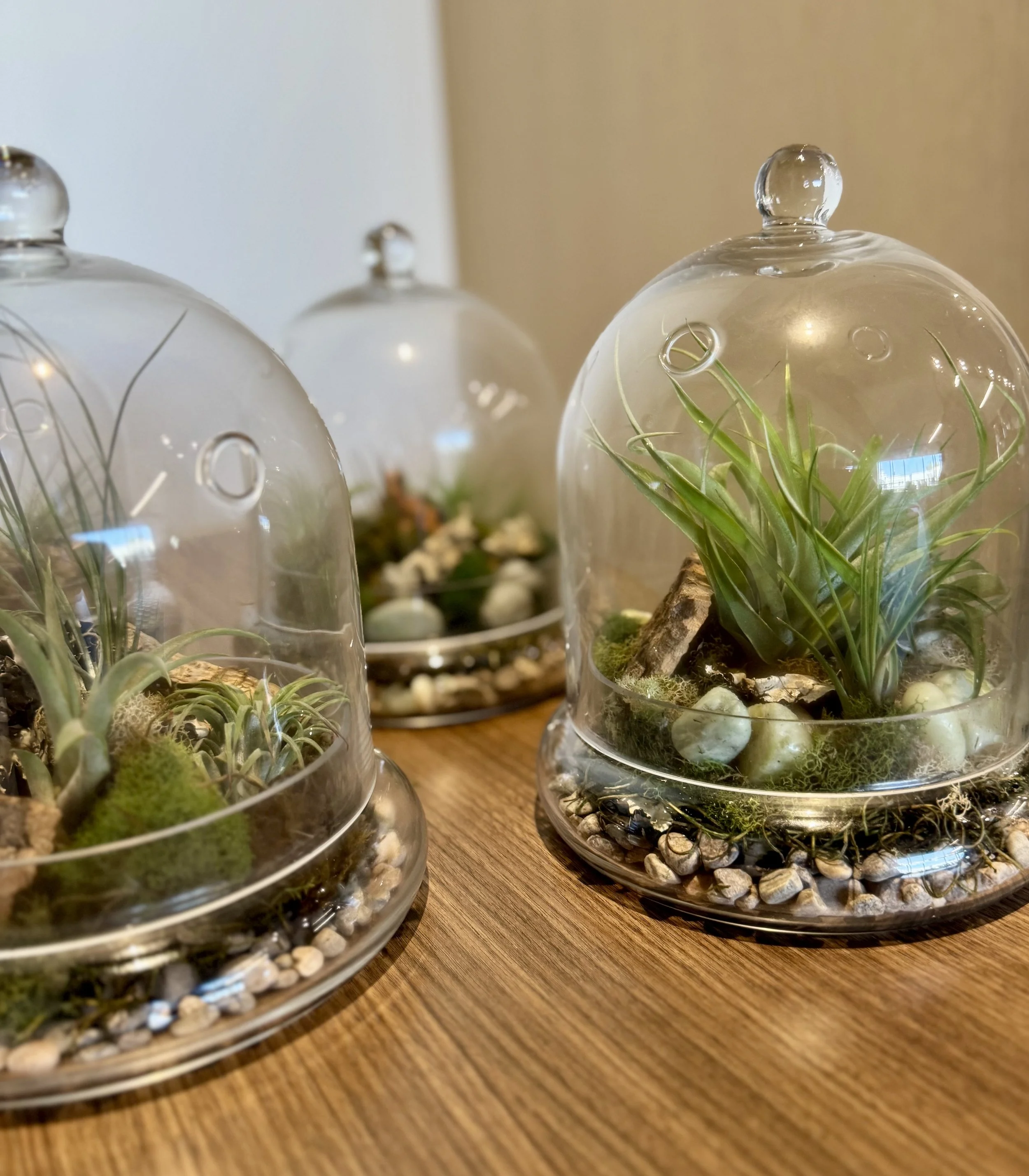 Tillandsia Vessel Workshop: Create Your Own Air Plant Display