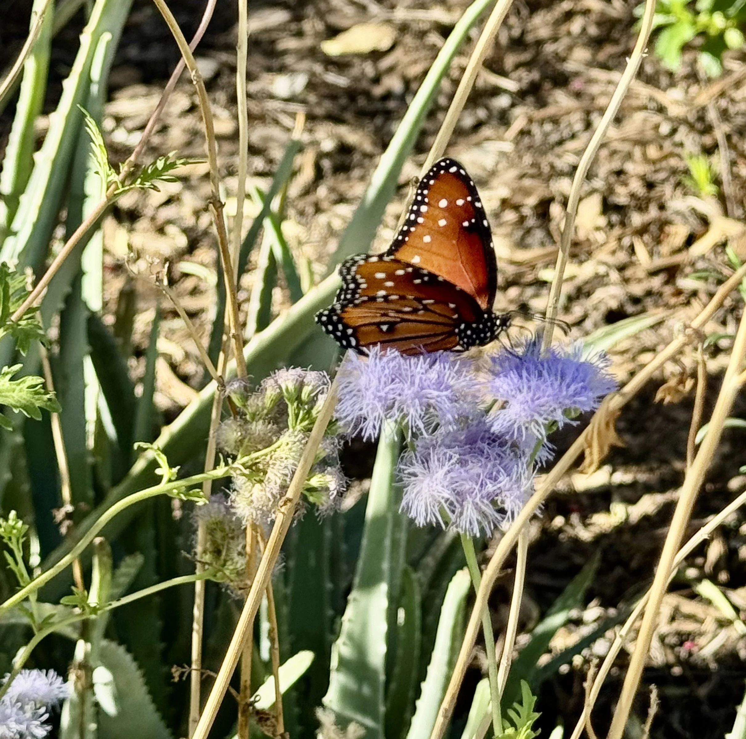 Butterfly Gardening