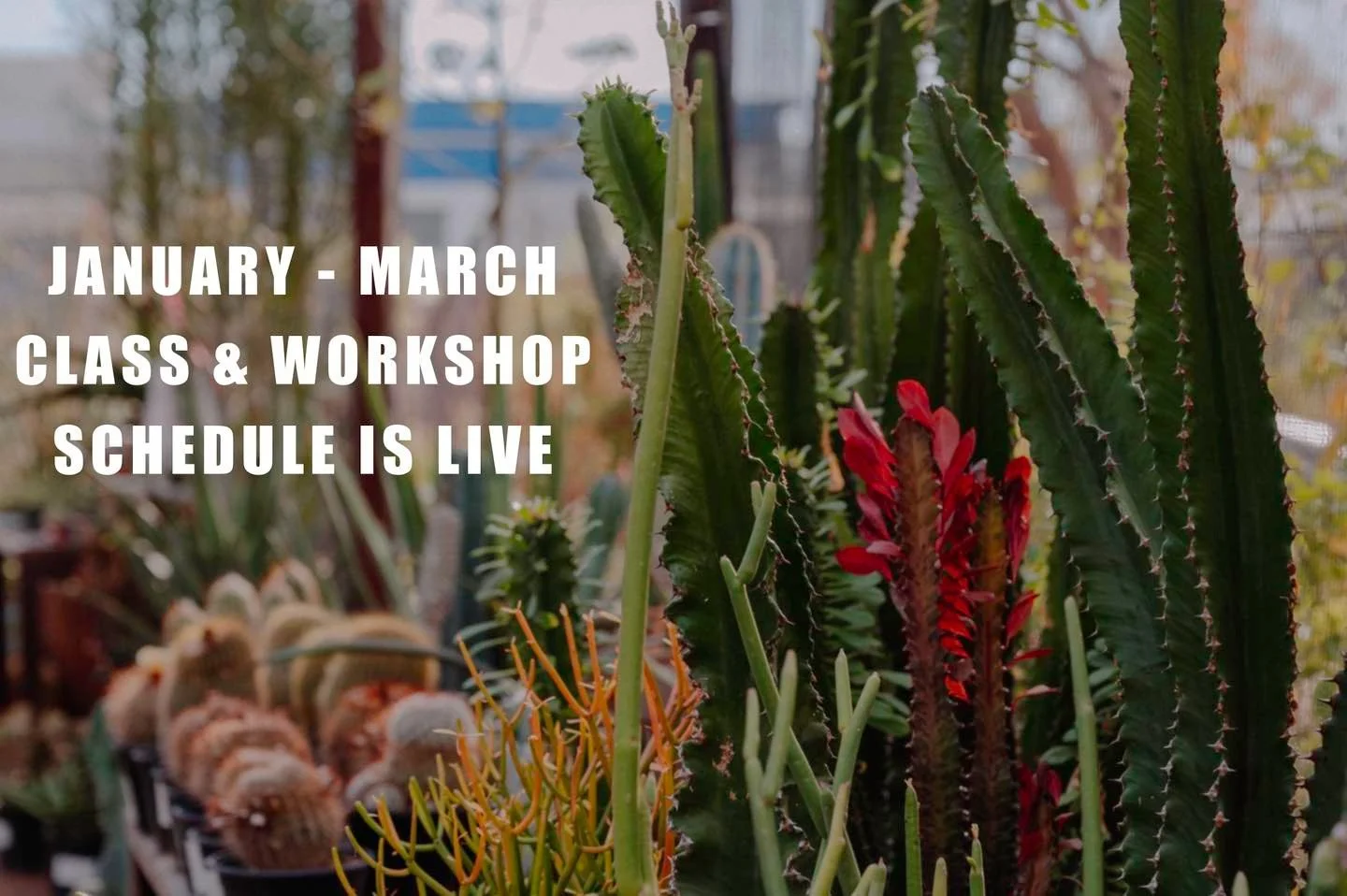 Our Jan&ndash;Feb&ndash;March schedule is live and it&rsquo;s packed:

🌵 Cacti + succulents
🌱 Spring gardening kickoff
🦋 Butterfly gardening
🪴 Tillandsia vessels
💘 Valentine heart workshop
💚 Spring Customer Love Event (not to be missed!)

Peep 