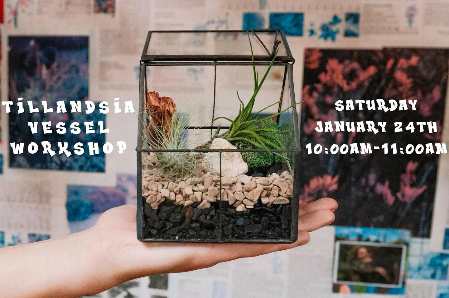 Always wondered how to care for Tillandsia?
Or maybe you&rsquo;re looking for a fresh, creative way to showcase air plants in your space? Look no further.

Join us January 24 for our Tillandsia Vessel Workshop &mdash; a hands-on experience where you&