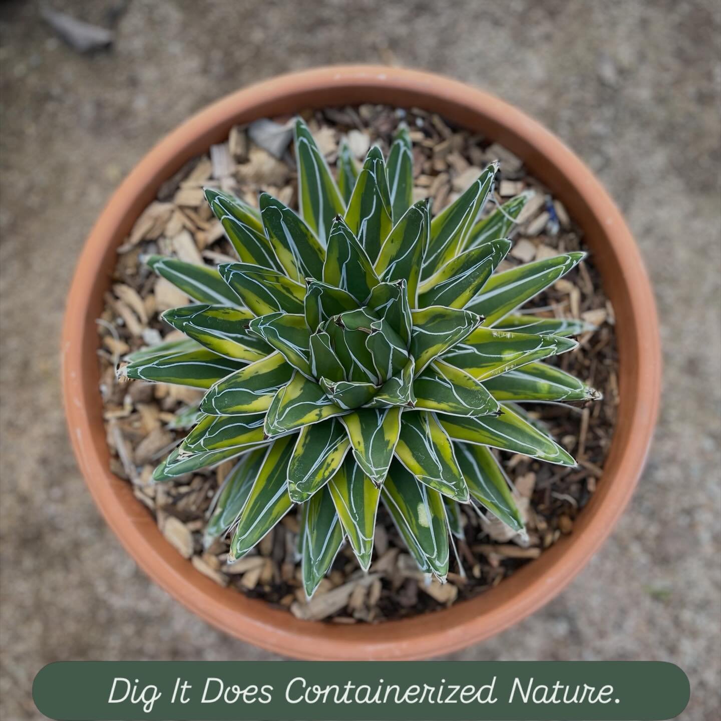 Pottery + Plants.
Interior. Exterior.
Residential. Commercial. Hospitality.
Design + Delivery + Installation.
Valley Wide.
Form submission in link to book a consult.