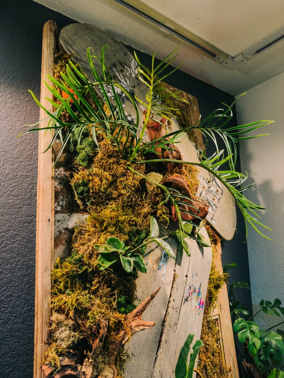 Shots around the shop 📸 We have so much going on in the space, it's easy to miss all the unique and beautiful moments all around you! ✨

 #digphx #downtownphoenix #phxsmallbusiness #phoenixnursery #plantshop