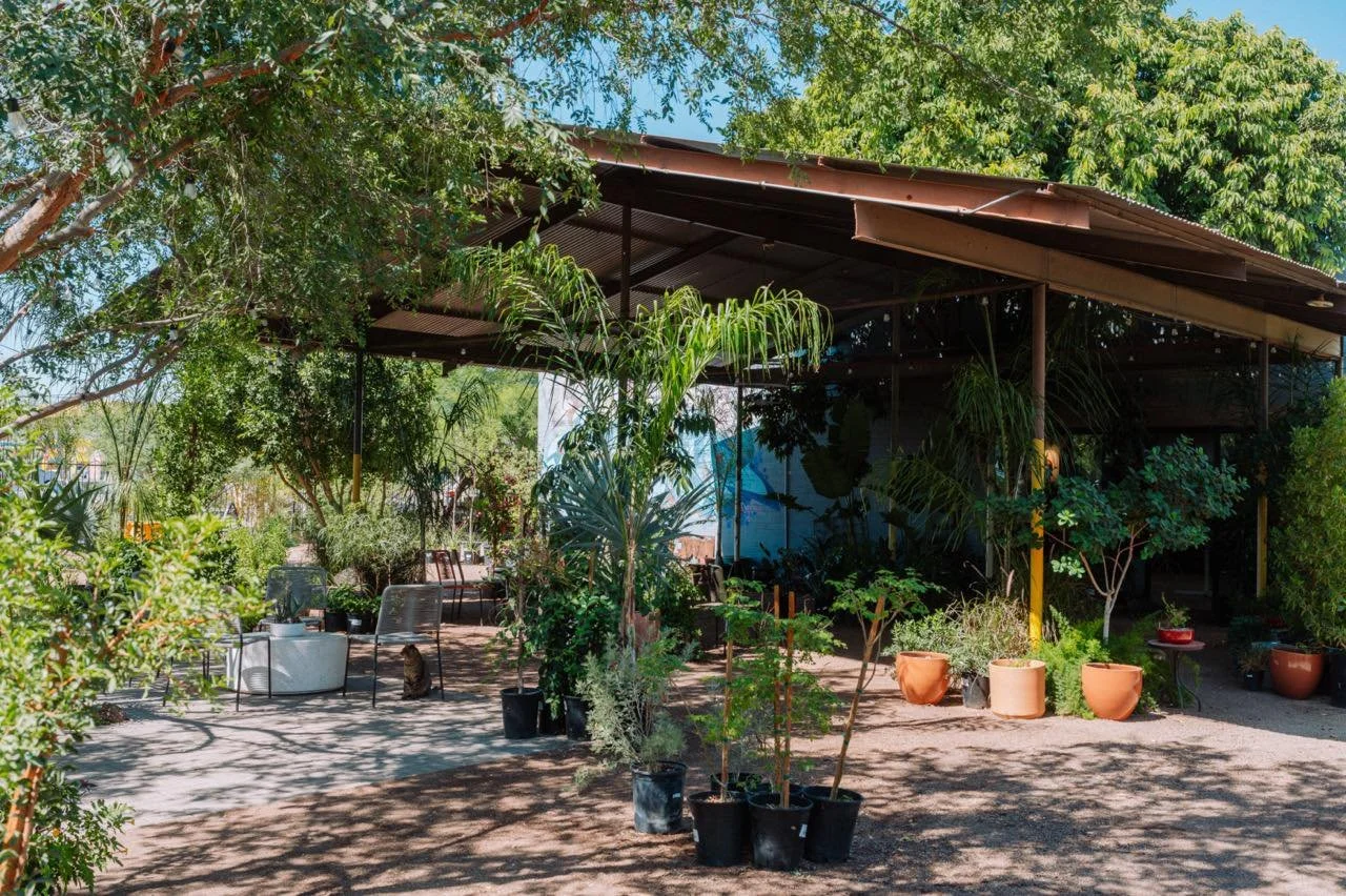 Haven&rsquo;t been to the shop before&hellip; what are you waiting for?! 🌵✨

We&rsquo;ve been here for 10 years and are still one of Phoenix&rsquo;s little hidden gems tucked just off 16th Street. A place to wander, slow down, and soak in the plants