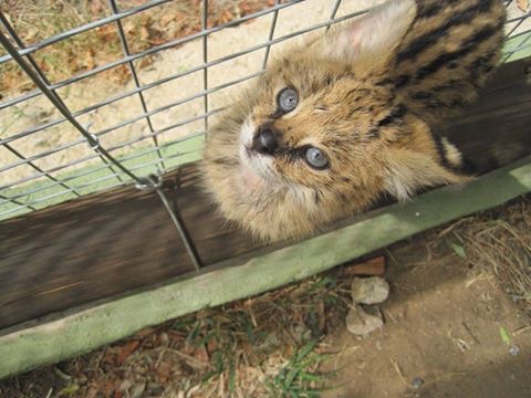 Look at those eyes.