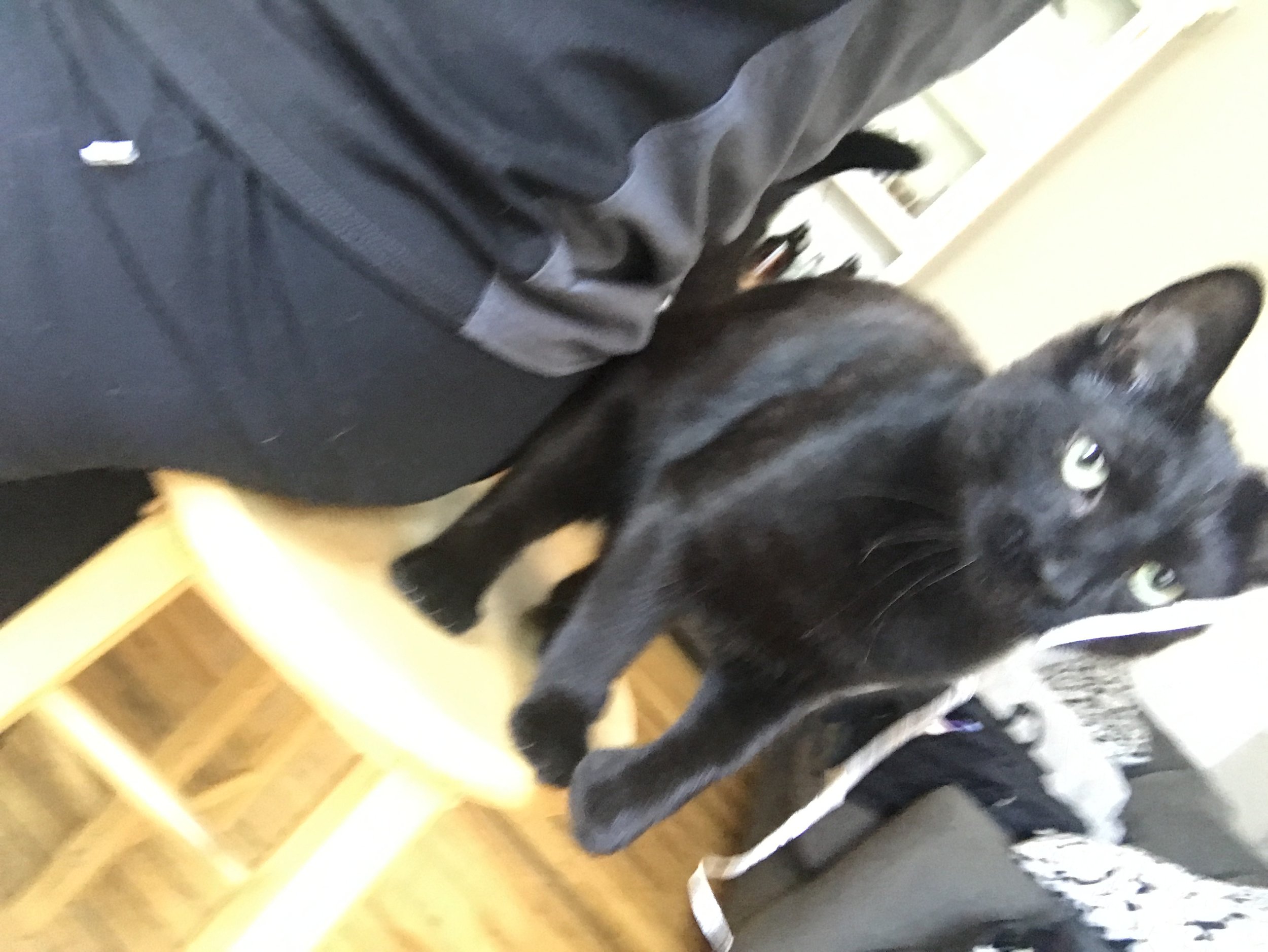 Fuzzy but I can't sit anywhere without him sharing my chair!
