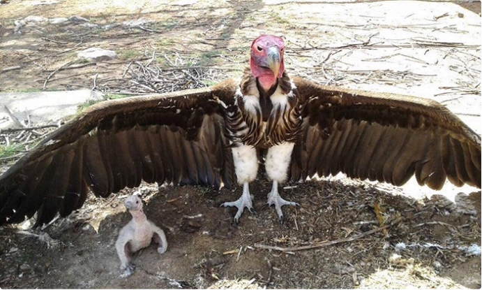 This is an example of partnering with a breeding program to repopulate endangered lappet faced vultures. They are external body cavity vultures, meaning they break the skin and muscle and bones away so smaller vultures and other scavengers can eat from the carcasses. They are critical to wildlife in Africa. 