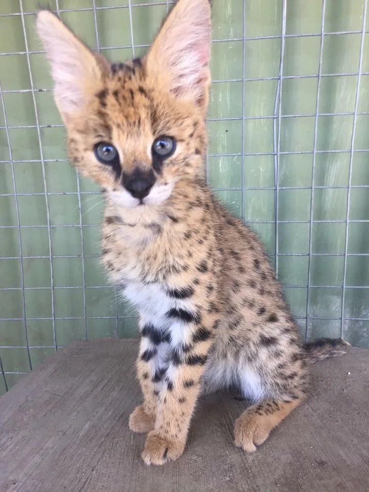 Baby SKylar 2.jpg