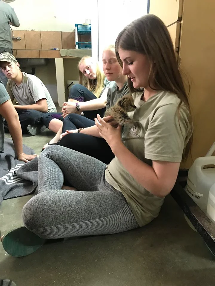 Nala the Serval Kitten