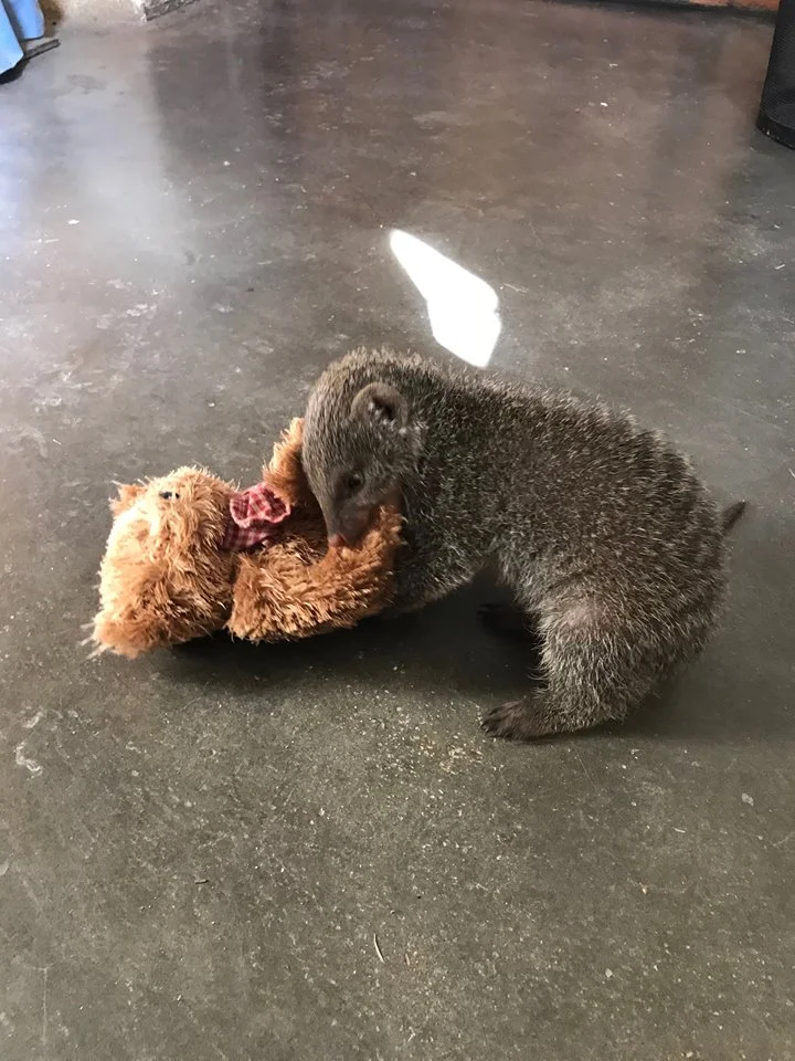 Olivia the Banded Mongoose