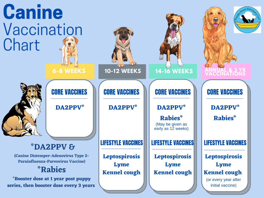 how long after 2nd vaccination can puppy