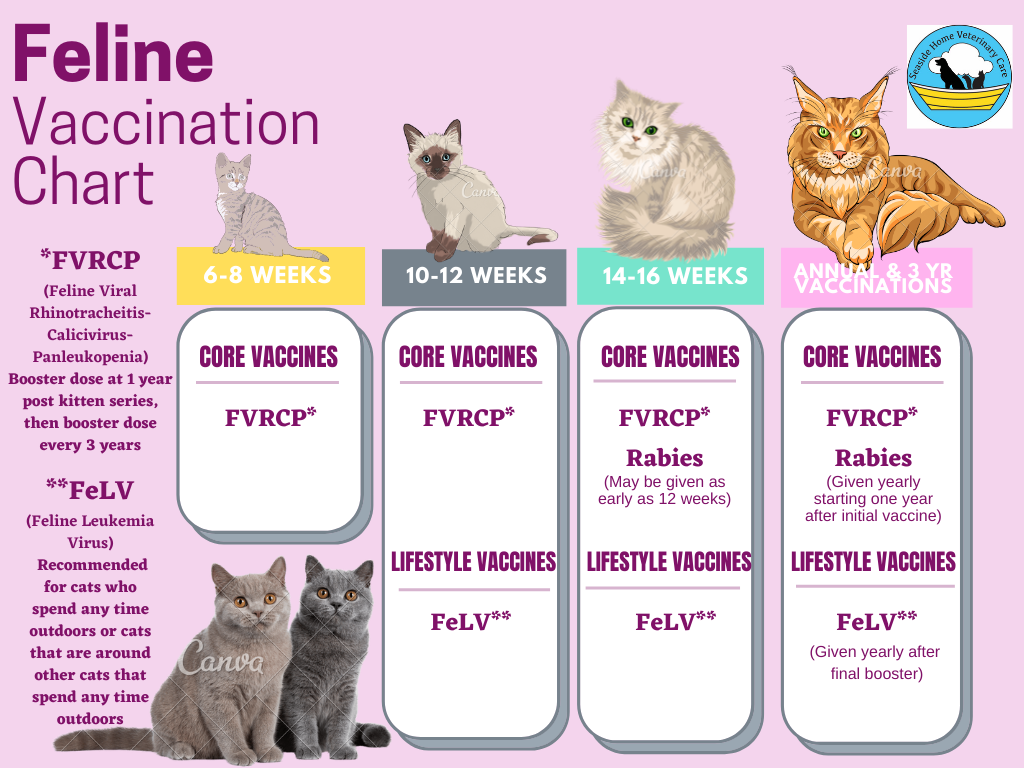 Vet Fvrcp Cat Vaccine Cost Fvrcp Booster For Kittens Online