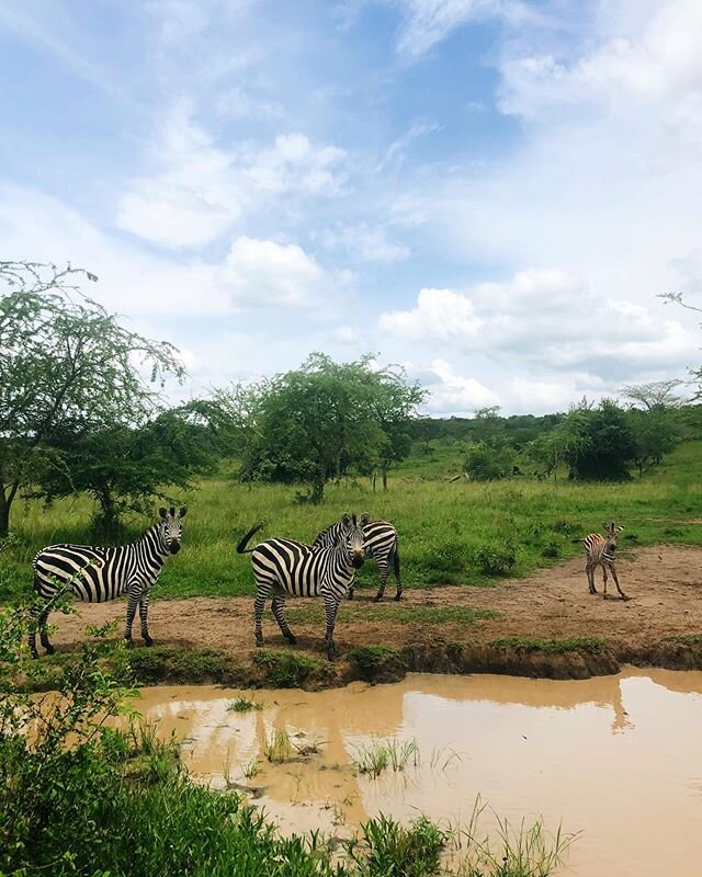 Check out our stories this weekend for a virtual safari through Uganda&rsquo;s Lake Mburo National Park- one of the few parks you can walk through (!).