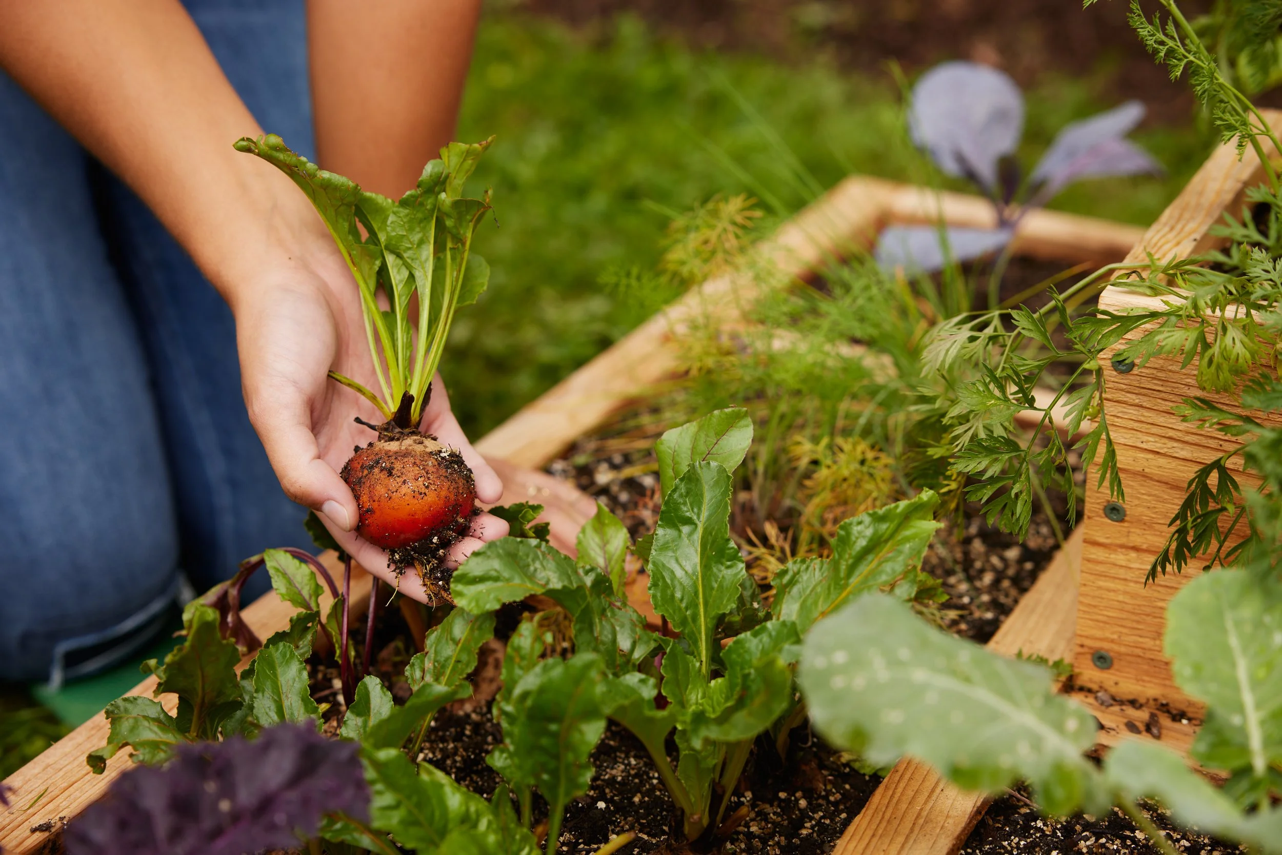 A person holds a freshly harvested beetroot with its green leaves intact over a garden bed with various leafy greens growing in rich soil.