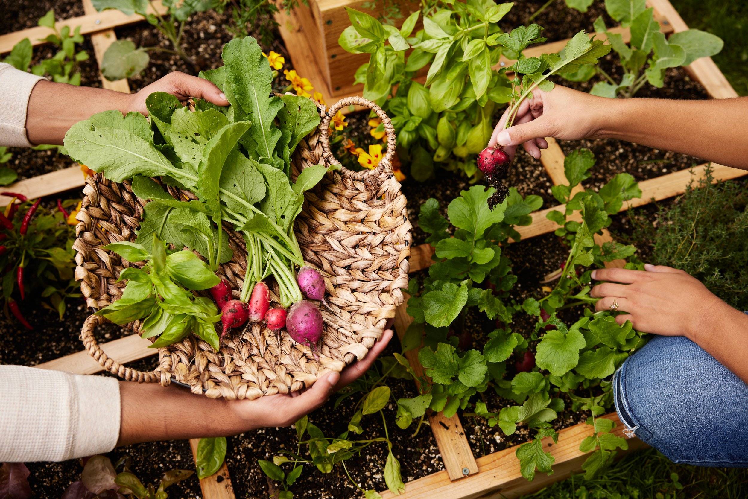 Two people harvesting radishes from a garden bed with green leafy plants. One person holds a basket of freshly picked radishes, while the other is pulling a radish out of the soil.
