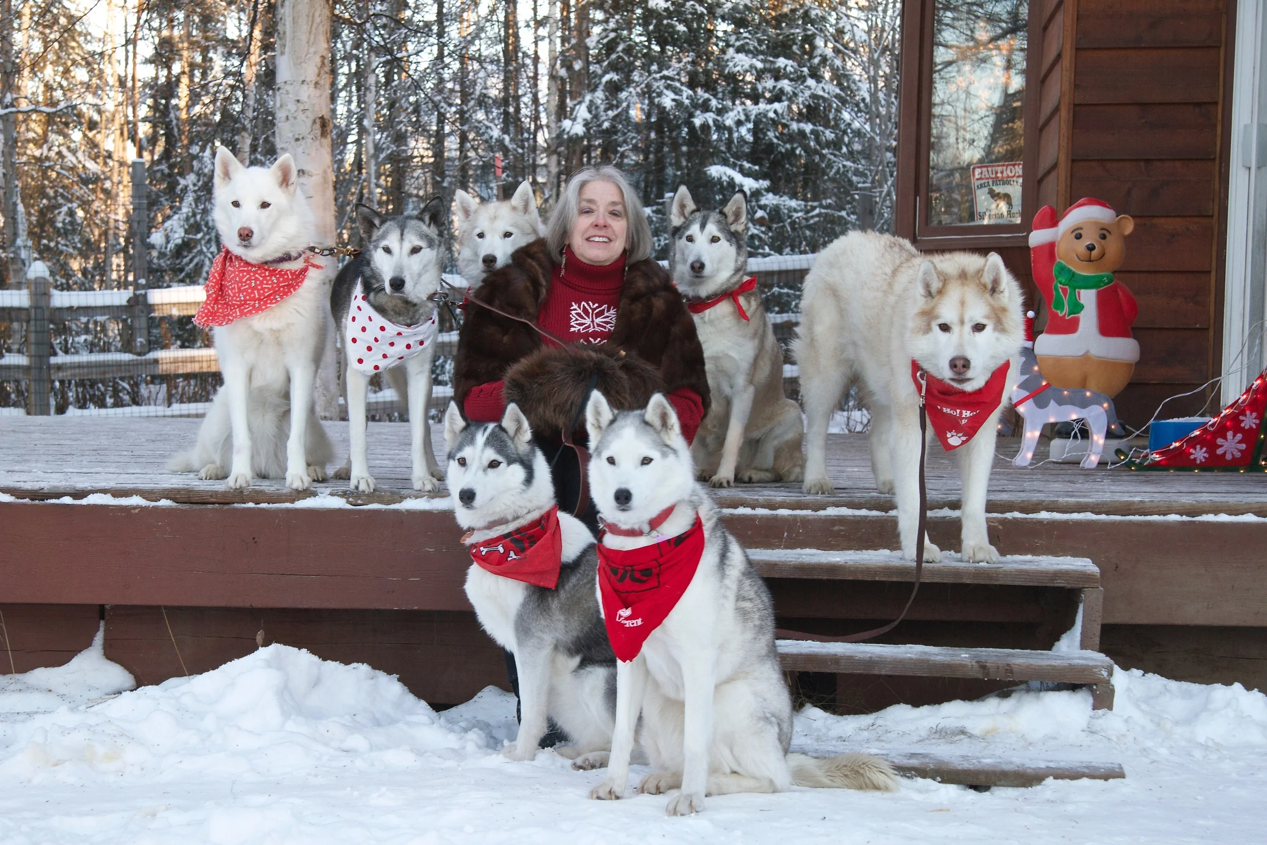 The magnificent seven and I pose for our Christmas card photo in Willow, Alaska. Top:Pearl, Maggie, Rosie, Chena and Spirit. Seated: Fritter and Nahanni. (photo credit: ©2017HuskyProductions/Teresa Firmin-Lindner)